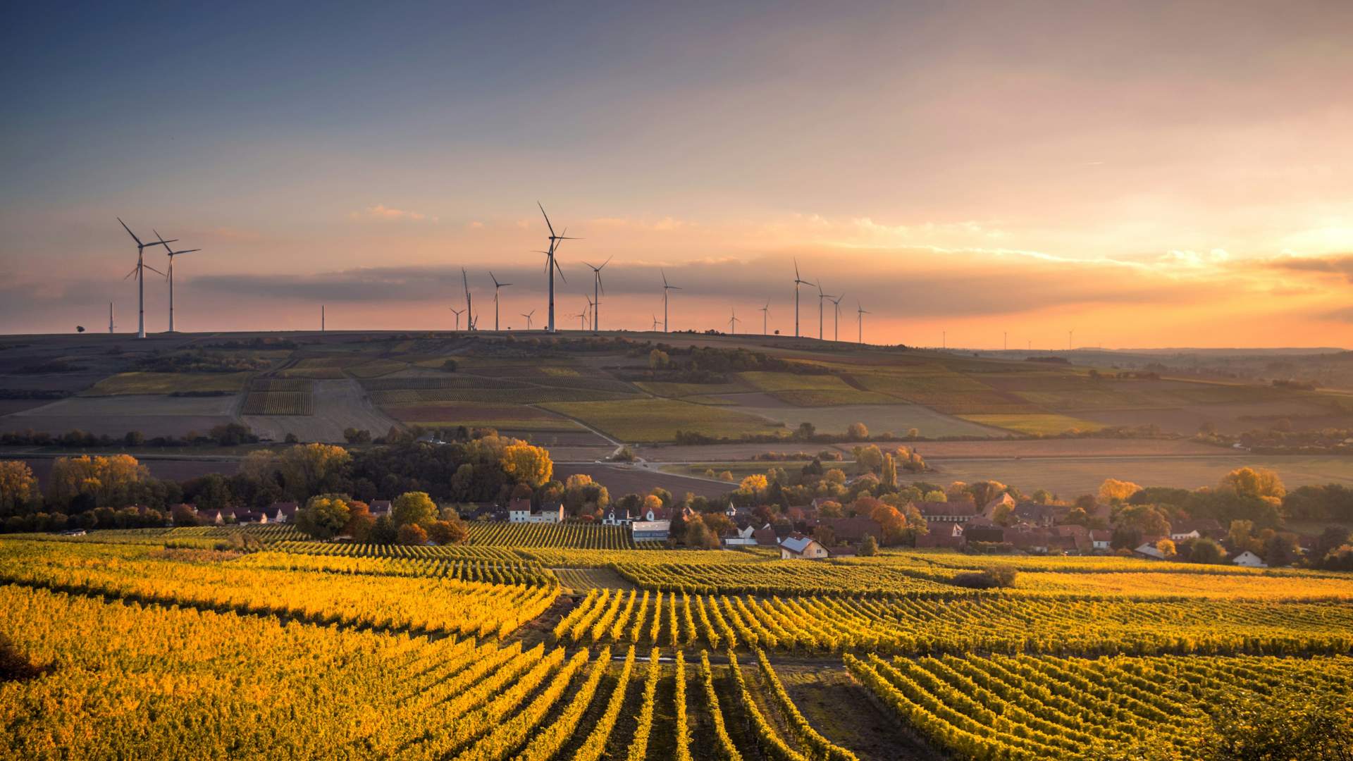 Rolling fields at sunset with a wind farm in the distance.