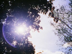Looking up through tall trees with sun peeking through gaps and pale blue sky visible