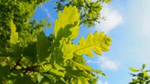 Green leaves against a blue sky background
