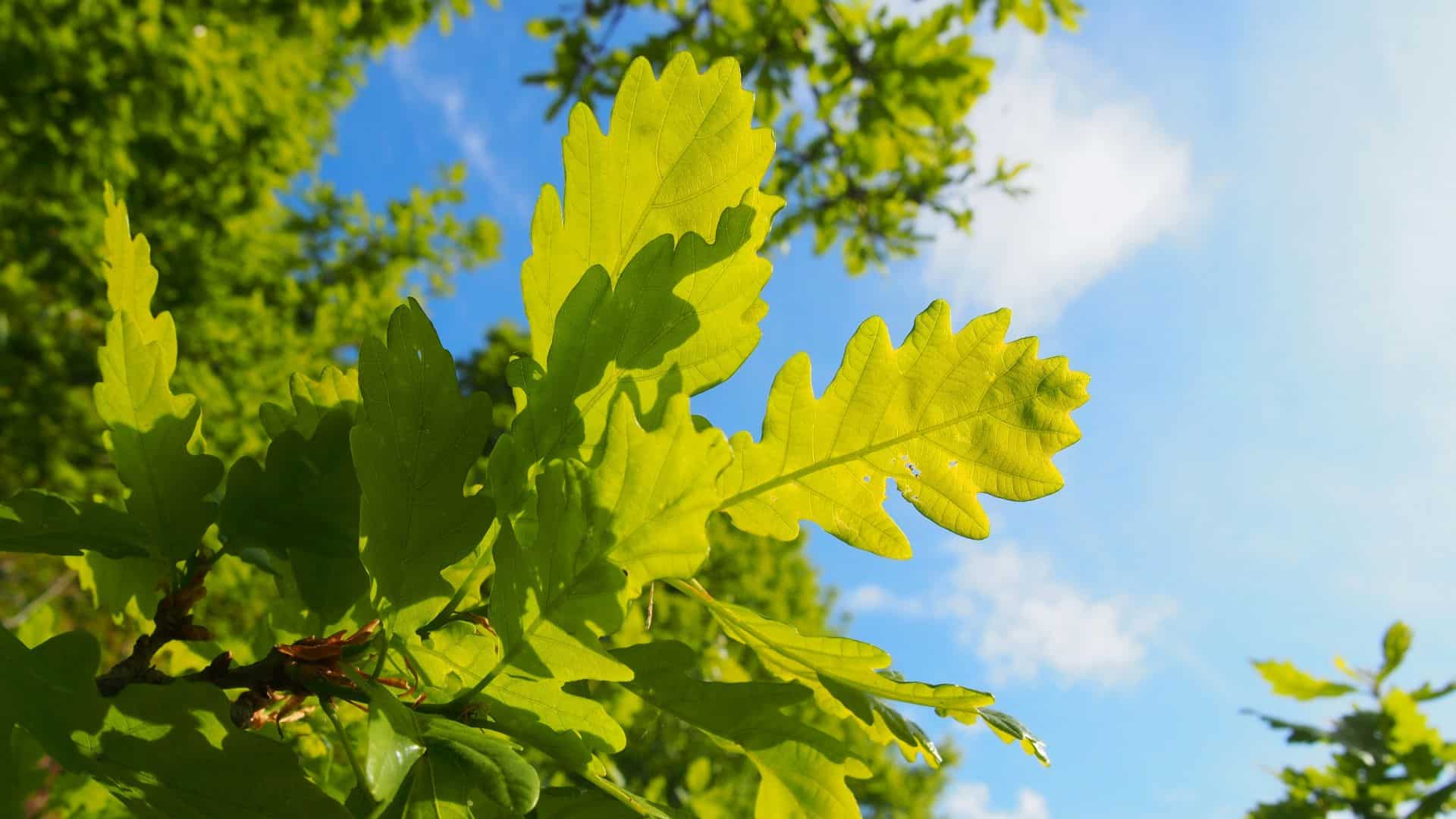 Green leaves against a blue sky background