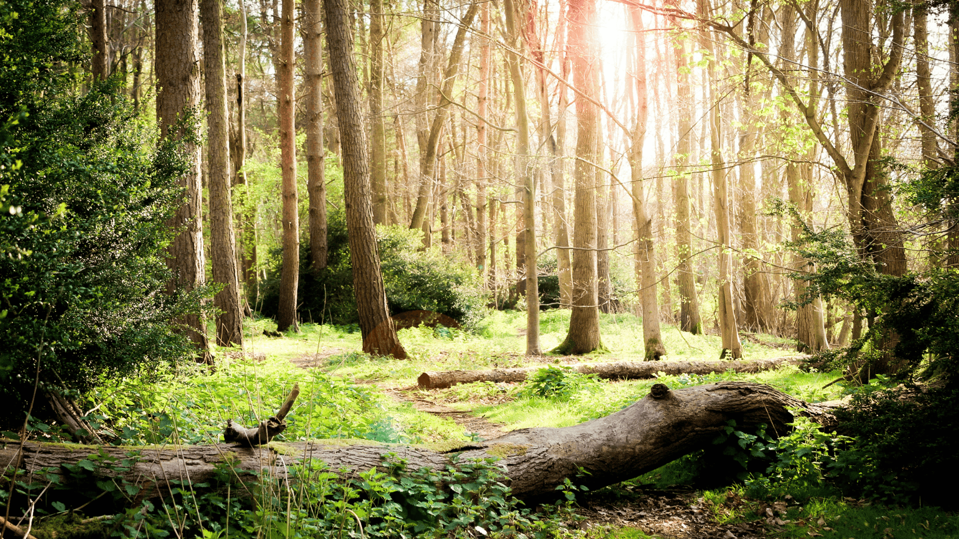 Brown and green trees in a UK forest during day time with sun streaming in